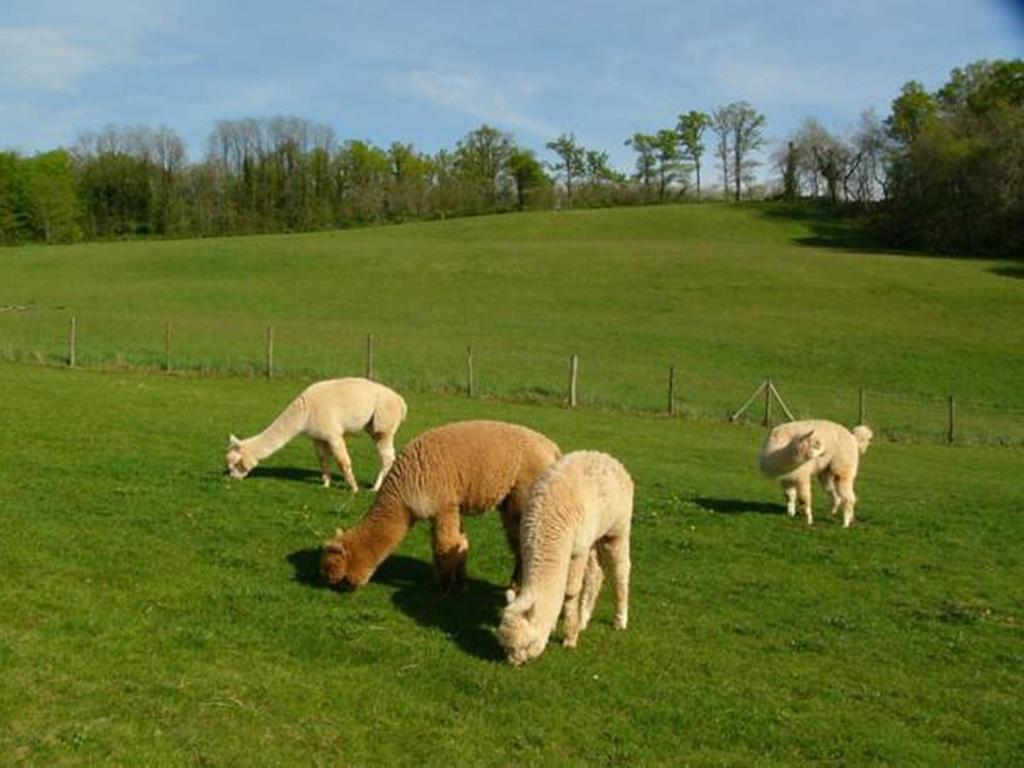 Farmstay Alpagaterie Juillac (Correze) Exterior photo