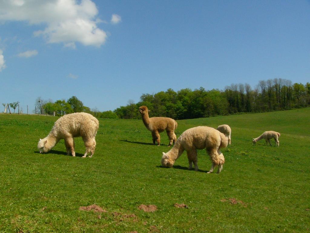 Farmstay Alpagaterie Juillac (Correze) Exterior photo