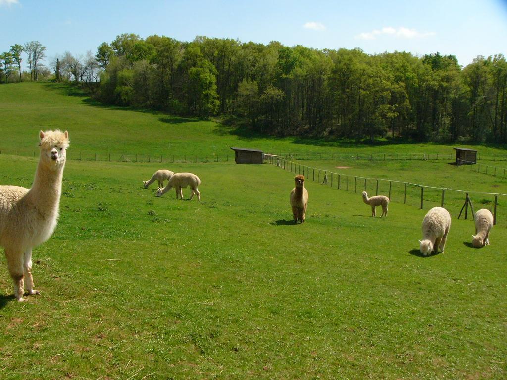 Farmstay Alpagaterie Juillac (Correze) Exterior photo